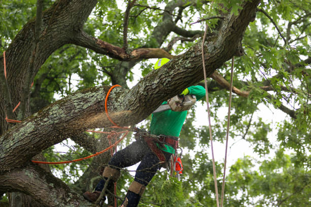 Best Commercial Tree Services  in Holtville, CA