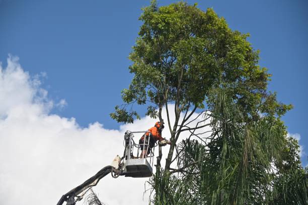 Best Tree Maintenance Programs  in Holtville, CA