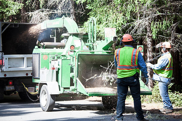 Best Fruit Tree Pruning  in Holtville, CA