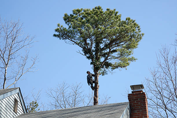 Best Tree Removal  in Holtville, CA