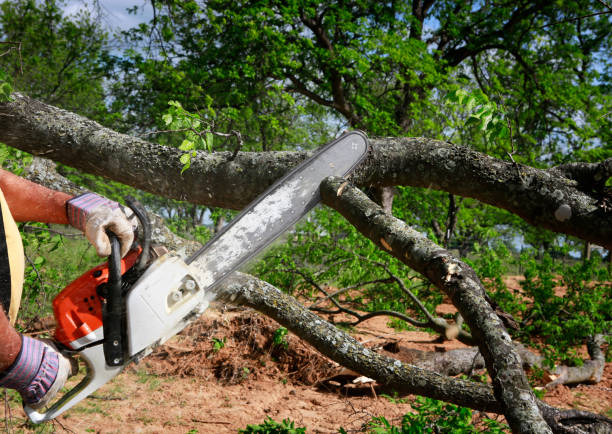 Best Emergency Tree Removal  in Holtville, CA