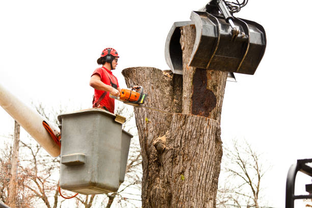 Best Tree Preservation Services  in Holtville, CA