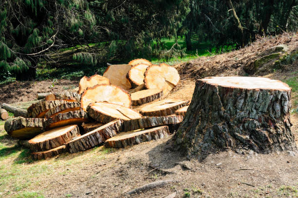 Best Seasonal Cleanup (Spring/Fall)  in Holtville, CA